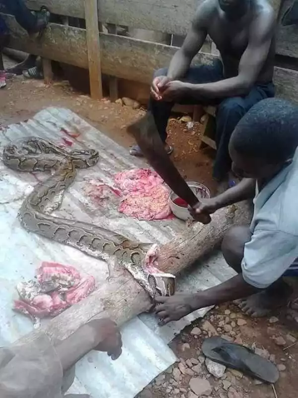 Each snake you kill represents a life – Anambra man laments killing of pythons [PHOTOS]